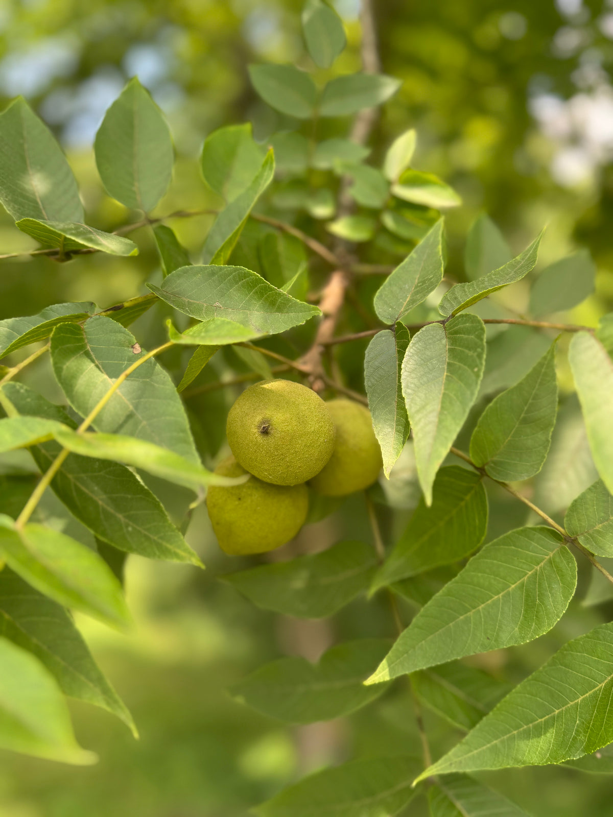 Black Walnut Tincture