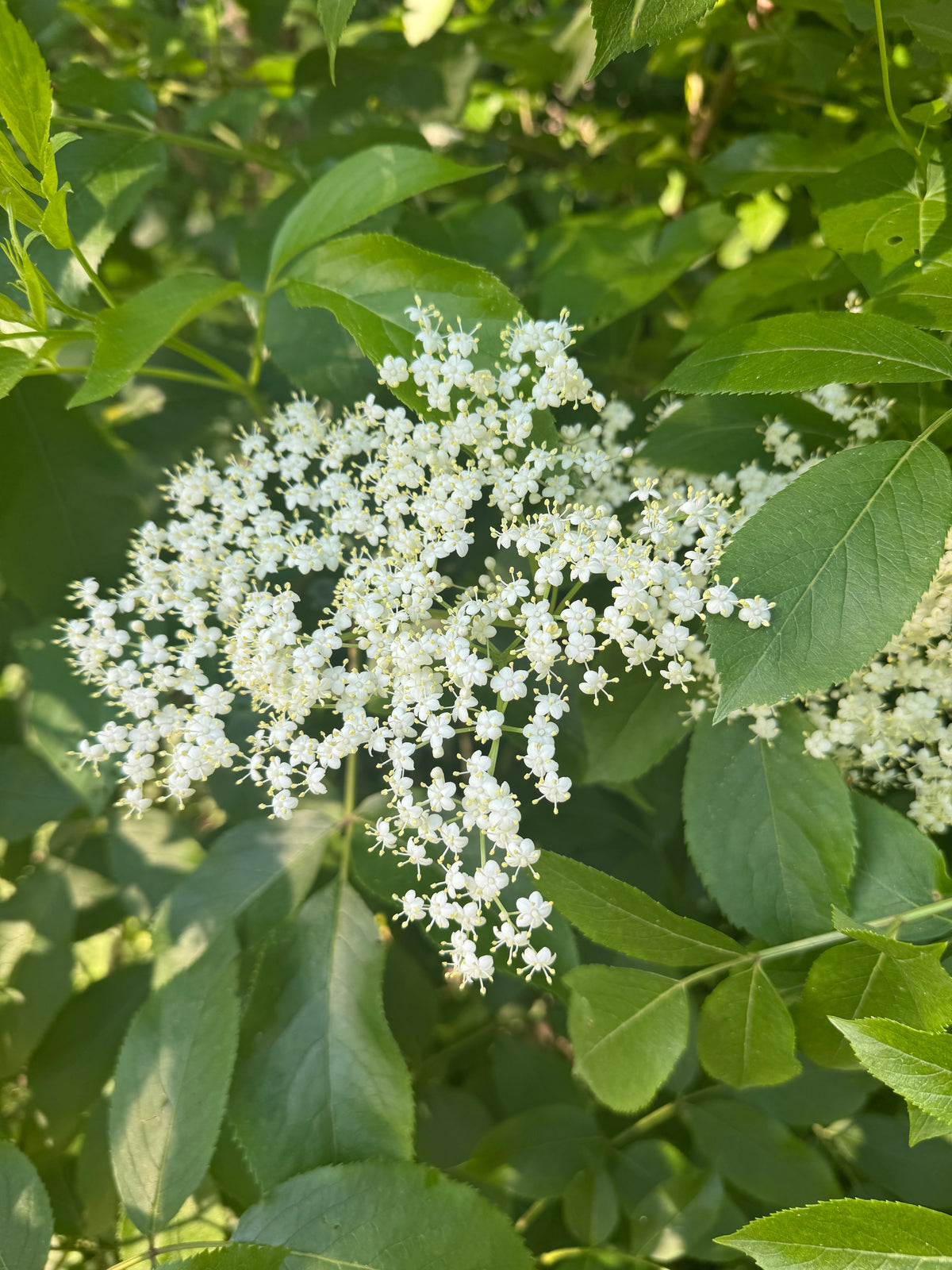 Sacred Bloom Age Defying Whipped Tallow Face Cream