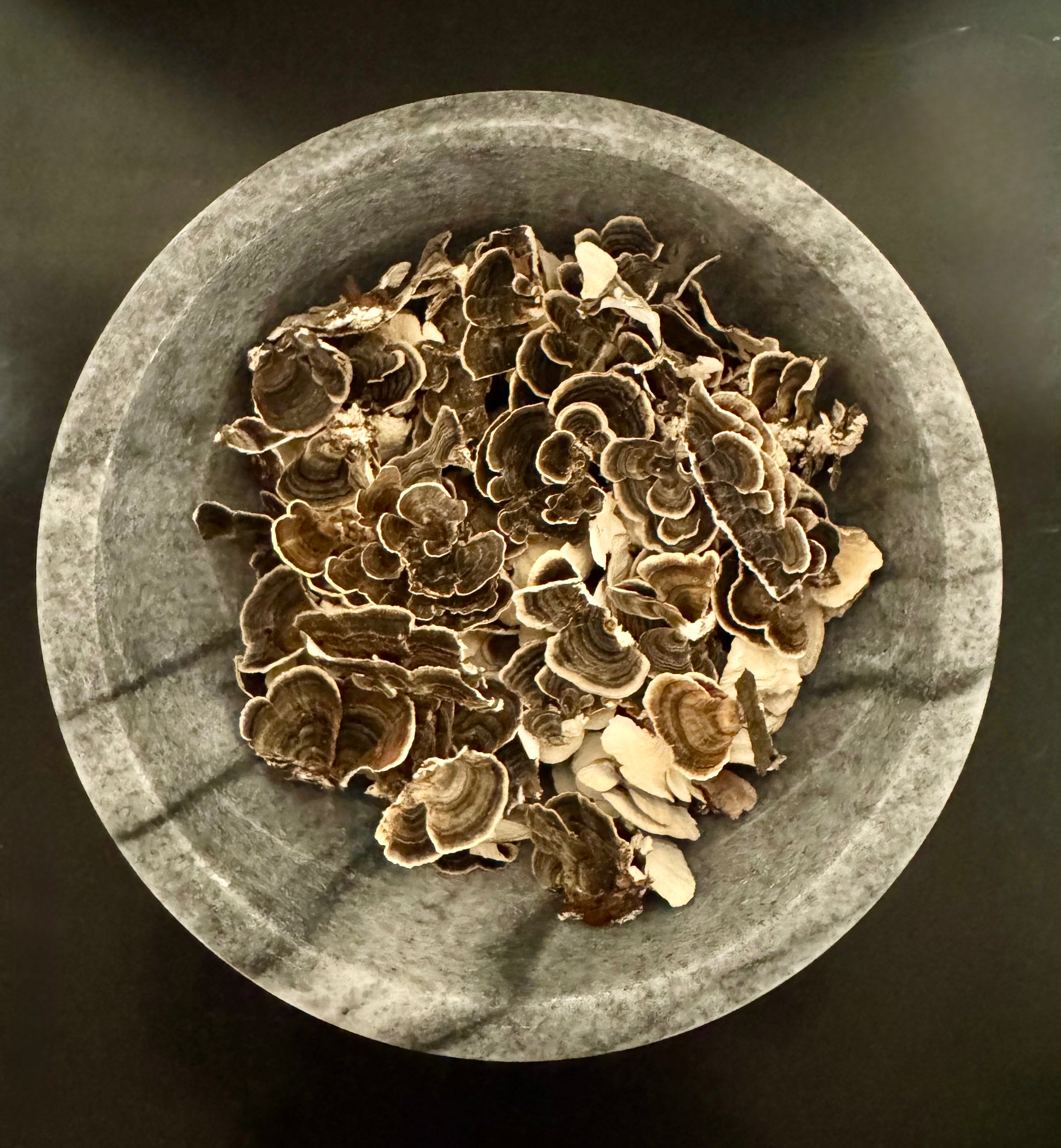 Dried Turkey Tail Mushrooms