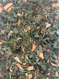 Rooted Focus Tea Blend