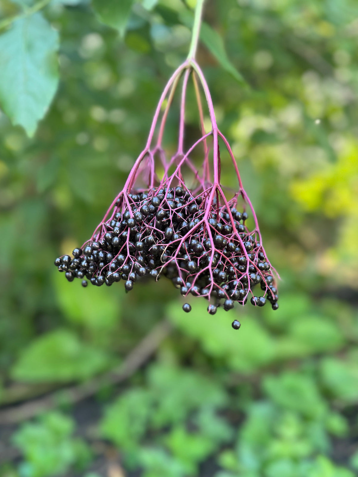 Elderberry Oxymel