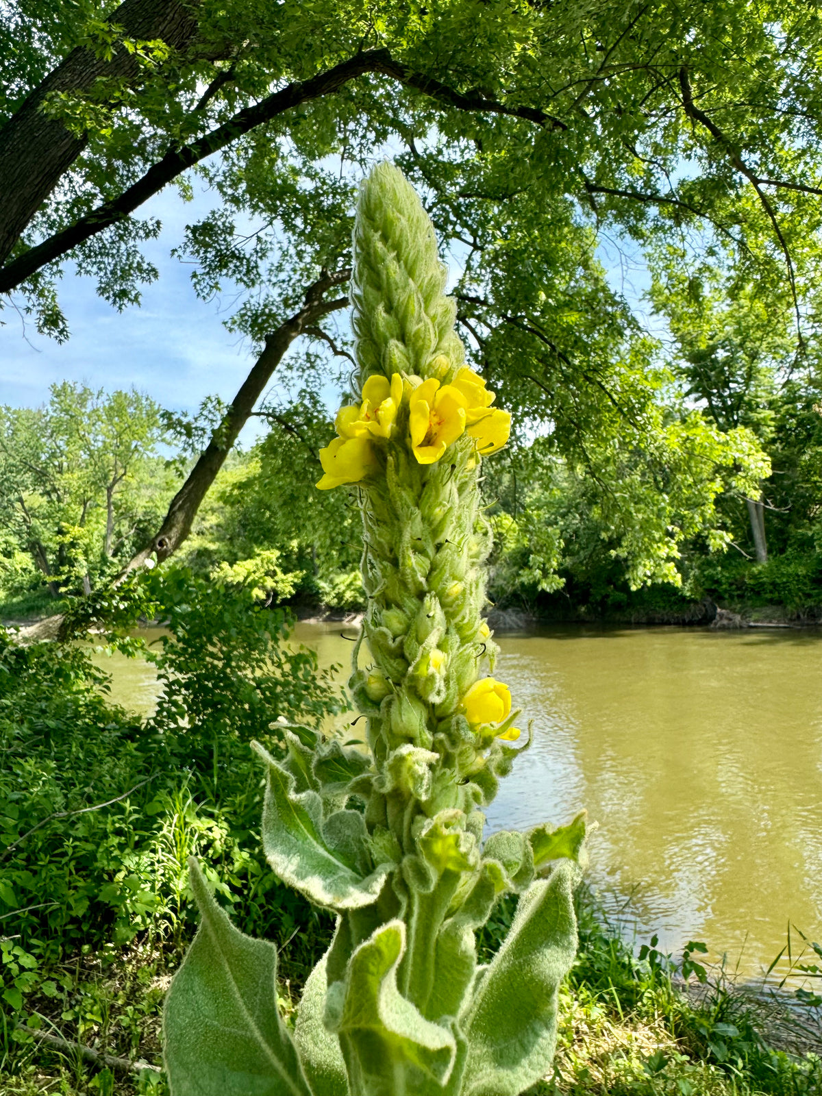 Mullein Oxymel